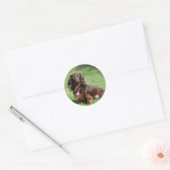 Chocolade en Tan Long-hire Miniature Dachshund Ronde Sticker (Envelop)