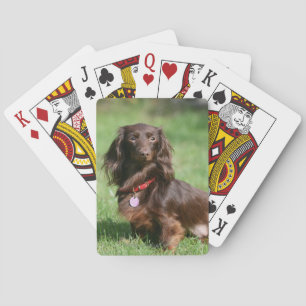 Chocolade en Tan Long-hire Miniature Dachshund Speelkaarten