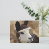 Chocolade en witte alpaca briefkaart (Staand voorkant)