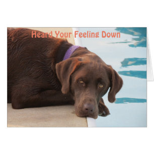 Chocolade Lab Care & Concern Card