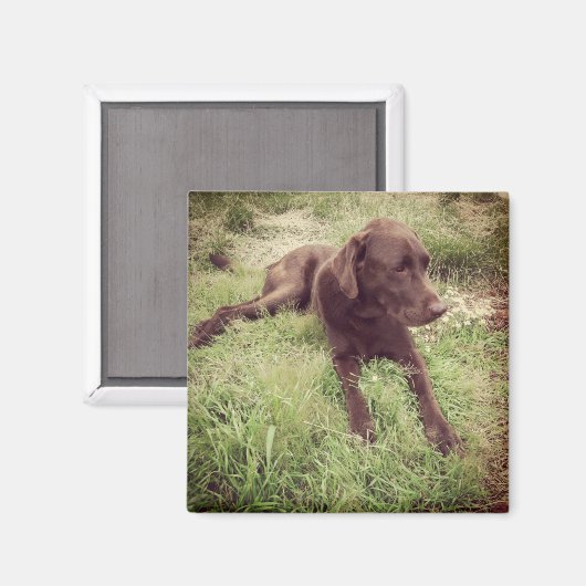 Chocolade Lab dat in grasfoto's ligt Magneet (Voorkant / Achterkant)