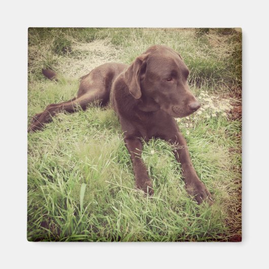 Chocolade Lab dat in grasfoto's ligt Magneet (Voorkant)