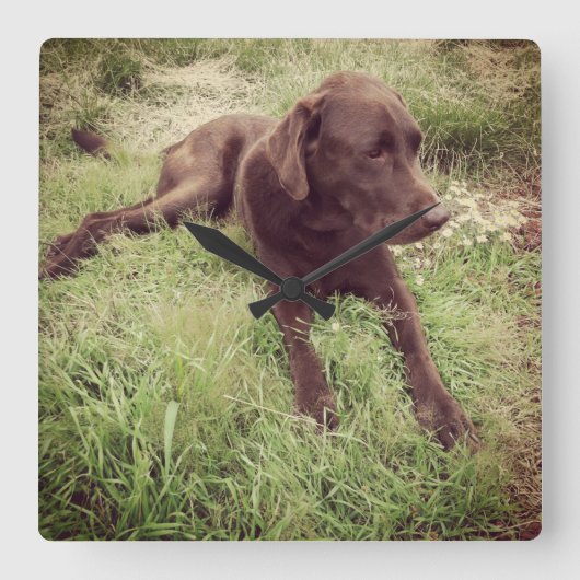 Chocolade Lab dat in grasfoto's ligt Vierkante Klok (Voorkant)