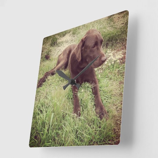 Chocolade Lab dat in grasfoto's ligt Vierkante Klok (Hoek)