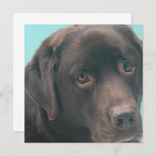 Chocolade Lab Dog-injecties Kaart (Voorkant / Achterkant)