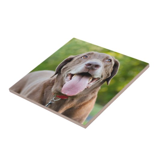 Chocolade Lab Dog Tegeltje (Zijkant)