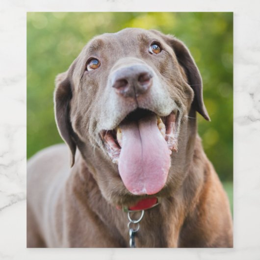 Chocolade Lab Dog Wijn Etiket (Enkel label)