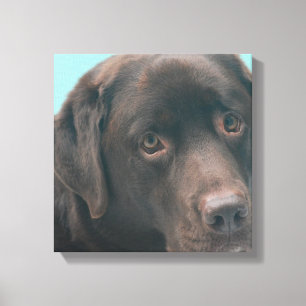 Chocolade Lab Hond Canvas Print