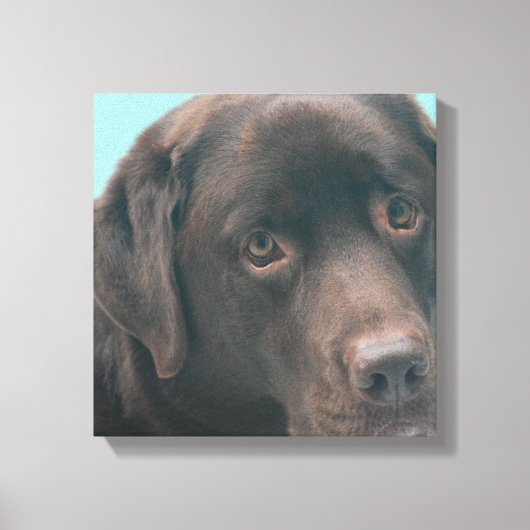 Chocolade Lab Hond Canvas Print (Voorkant)