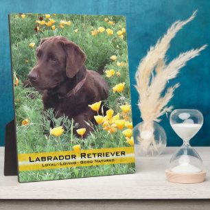 Chocolade Lab in California Klaprozenveld Fotoplaat