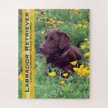 Chocolade Lab in California Poppy Patch Custom