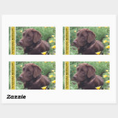 Chocolade Lab in California Poppy Patch Custom Rechthoekige Sticker (Vel)