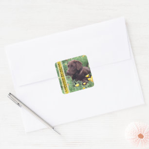 Chocolade Lab in California Poppy Patch Custom Vierkante Sticker
