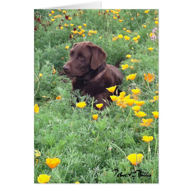 Chocolade Lab in California Poppy Patch Foto (Voorkant)
