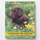 Chocolade Lab in California Poppy Patch Fotoplaat (Voorkant)