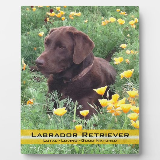 Chocolade Lab in California Poppy Patch Fotoplaat (Voorkant)