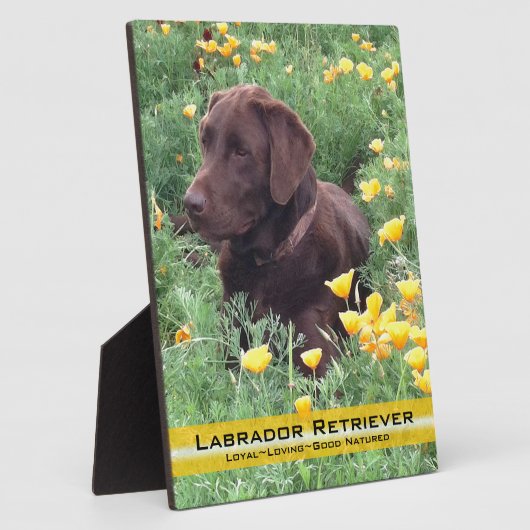 Chocolade Lab in California Poppy Patch Fotoplaat (Zijkant)