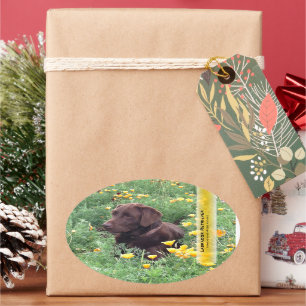Chocolade Lab in California Poppy Patch Ovale Sticker