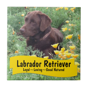 Chocolade Lab in California Poppy Patch Tegeltje