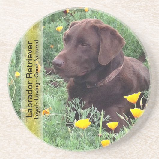 Chocolade Lab in California Poppy Patch Zandsteen Onderzetter (Voorkant)
