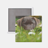 Chocolade Lab in Daisies Magnet (Voorkant / Achterkant)
