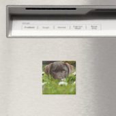 Chocolade Lab in Daisies Magnet (Insitu (Vaatwasser))