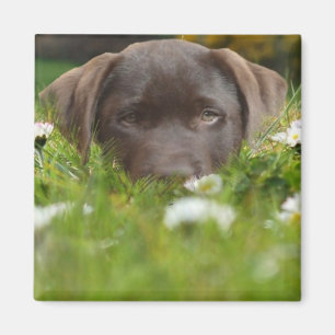 Chocolade Lab in Daisies Magnet