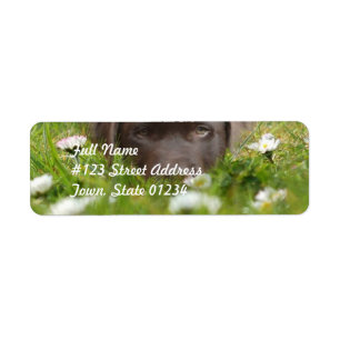 Chocolade Lab in Daisies Mailing Labels