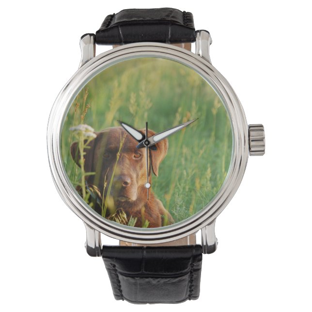 Chocolade Lab in Field Watch Horloge (Voorkant)
