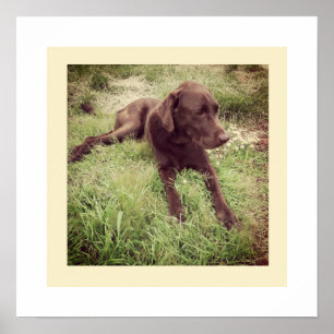 Chocolade Lab Liggend In Gras Foto Poster