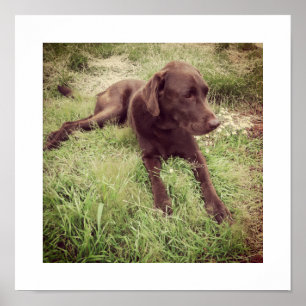 Chocolade Lab Liggend In Gras Foto Poster