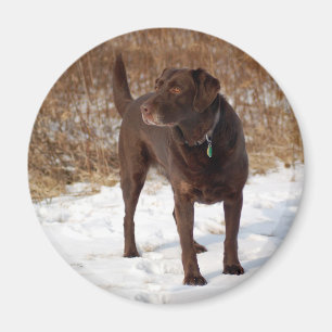 Chocolade Lab magnet