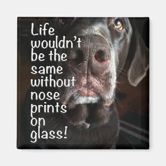 Chocolade Lab Nose Sluiten Foto Magneet (Voorkant)