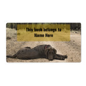 Chocolade Lab op een bos spoor Etiket (Voorkant)