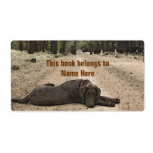 Chocolade Lab op een bos spoor Etiket (Voorkant)