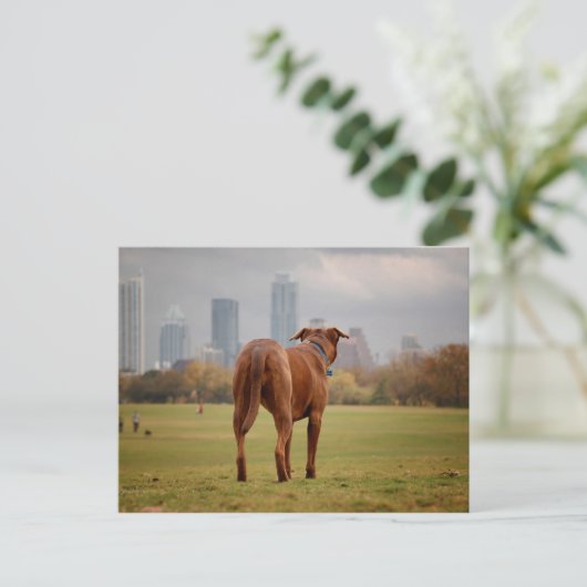 Chocolade Lab Pit Mix Dog - Austin TX Briefkaart (Staand voorkant)