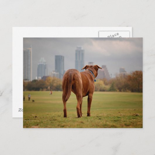 Chocolade Lab Pit Mix Dog - Austin TX Briefkaart (Voorkant / Achterkant)