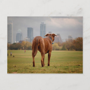 Chocolade Lab Pit Mix Dog - Austin TX Briefkaart