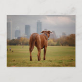 Chocolade Lab Pit Mix Dog - Austin TX Briefkaart (Voorkant)