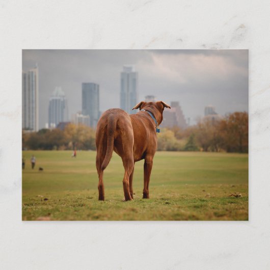 Chocolade Lab Pit Mix Dog - Austin TX Briefkaart (Voorkant)