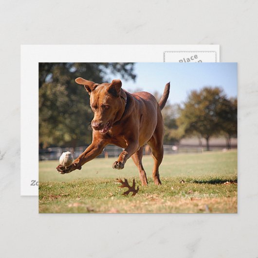 Chocolade Lab Pit Mix Dog Chasing Ball Briefkaart (Voorkant / Achterkant)