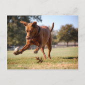 Chocolade Lab Pit Mix Dog Chasing Ball Briefkaart (Voorkant)