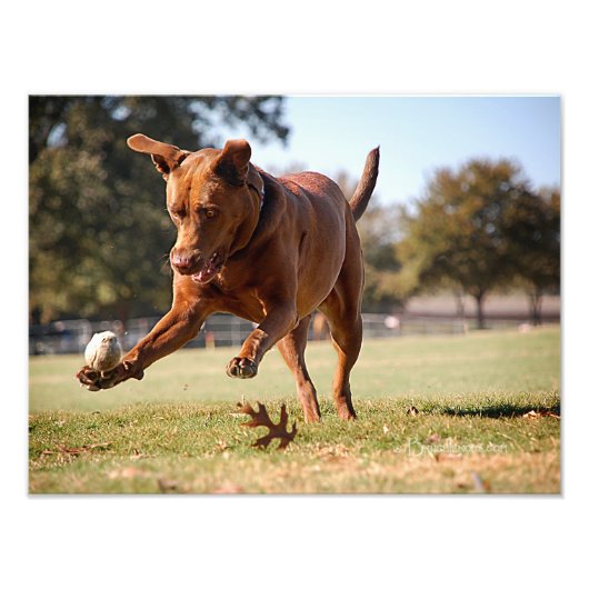 Chocolade Lab Pit Mix Dog Chasing Ball Foto Afdruk (Voorkant)