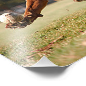 Chocolade Lab Pit Mix Dog Chasing Ball Foto Afdruk (Hoek)