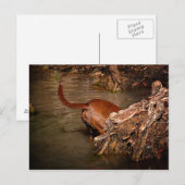 Chocolade Lab Pit Mix Dog Digging Briefkaart (Voorkant / Achterkant)