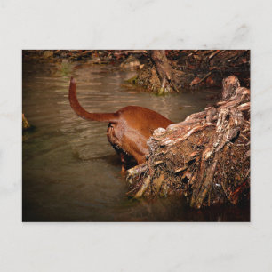 Chocolade Lab Pit Mix Dog Digging Briefkaart