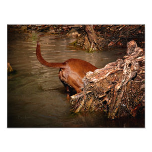 Chocolade Lab Pit Mix Dog Digging Foto Afdruk