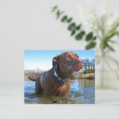 Chocolade Lab Pit Mix Dog Drooling Briefkaart (Staand voorkant)