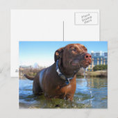 Chocolade Lab Pit Mix Dog Drooling Briefkaart (Voorkant / Achterkant)