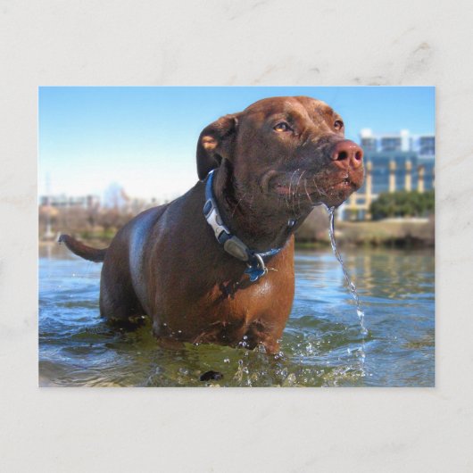 Chocolade Lab Pit Mix Dog Drooling Briefkaart (Voorkant)